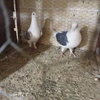 پرنده جدید رسید