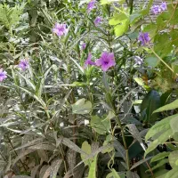 درختچه اطلسی مکزیکی