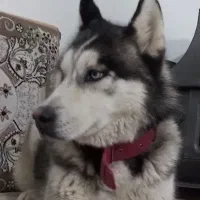 سگ هاسکی نر. جذاب و بازیگوش.چشم یخی