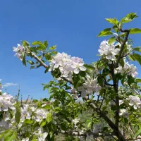 خانه باغ در جاده ترک صومعه کبودین|فروش زمین و ملک کلنگی|کندوان, |دیوار