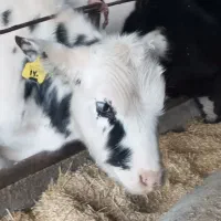 4 عدد گوساله نر صادراتی هلشتاین