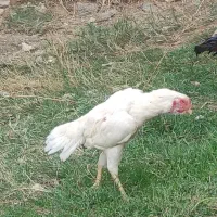 مرغ لاری افغان دنگ بالا سرکله دار چشم سفید،دم چتری