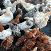 مرغ و خروس گلپایگان|حیوانات مزرعه|خرمدره, |دیوار