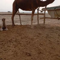 شتر و کره اش