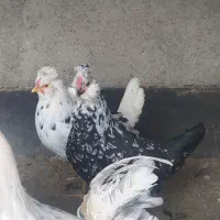 تخم مرغ گلین