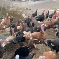 بوقلمون نر و ماده