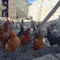 مرغ|پرنده|نقده, |دیوار