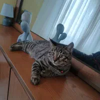 واگذاری گربه نر