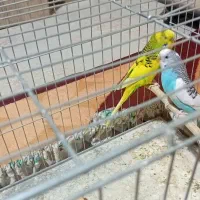 یه جفت مرغ عشق|پرنده|تهران, انبار نفت|دیوار