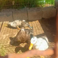 سه عدد اردک