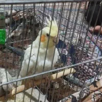 عروس هلندی لوتینو جوان