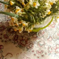 گل نرگس|گل و گیاه طبیعی|بیرجند, |دیوار