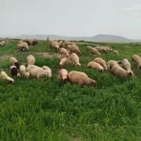 میش و بره