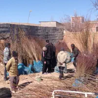 انواع نهال میوه (اصلاح شده میاندوآب و وارداتی )