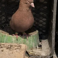 دم سفید|حیوانات|اهواز, حصیرآباد|دیوار