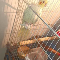 عروس هلندی لوتینو نر|پرنده|اسلامشهر, شهرک مهدیه|دیوار