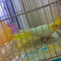 عروس هلندی|پرنده|قوچان, |دیوار
