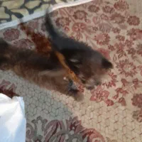 بچه گربه