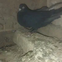 معاوضە|پرنده|بم, |دیوار