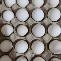 تخم مرغ نطفه دار براکل