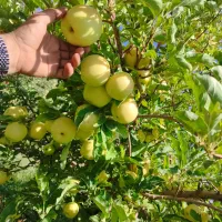 کارگر سیب دس کن