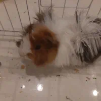 همستر و خوکچه هندی جفتشون با قفس لوازم|موش و خرگوش|کرج, شهرک بنفشه|دیوار