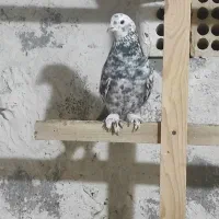 کبوتر رنگی و دورگ|پرنده|بهبهان, |دیوار