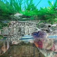 آکواریوم|ماهی|قم, علی آباد سعدگان|دیوار