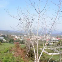 فروش آس ترین قطعه۵۰۰متری داری جواز ۲۰۰متری اطاقور|فروش زمین و ملک کلنگی|اطاقور, |دیوار