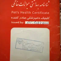 سگ پامرین روباهی