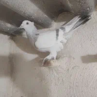 کفتر سوسنی نر انگار برگ گل