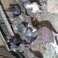 کفتر پرشی