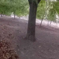 خریدار و برشکار چوب شما در سراسر استان هستم|خدمات باغبانی و درختکاری|بوشهر, |دیوار