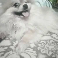 پامرین عروسکی بسیار زیبا|سگ|رشت, کوی حسینی|دیوار