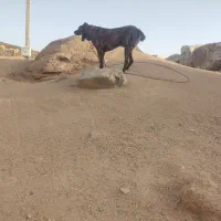 دو قلاده سگ سرابی|سگ|نهبندان, |دیوار