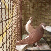 کبوتر ماده خوشرنگ  و دوکت و جوجه کله ای و شامی|پرنده|اصفهان, شهرستان|دیوار
