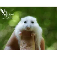 همستر مینیاتوری|موش و خرگوش|بندرعباس, |دیوار