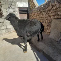 قوچ قره قزل