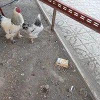 فروش ۳عدد مرغ و ۱خروس برهما لایت