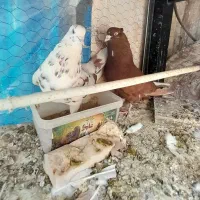 کبوتر  نرو ماده  انگلیسی  زیبا  درجه یک