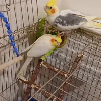 عروس هلندی جفت با قفس