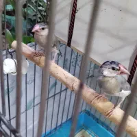 یک جفت فنچ نرگسی