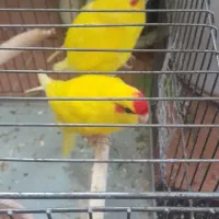 باباکوری|پرنده|دابودشت, |دیوار