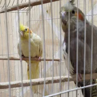عروسی هلندی جفت
