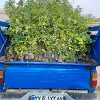 نهال گلمحمدی|خدمات باغبانی و درختکاری|شازند, |دیوار