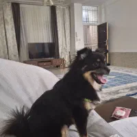 فروش سگ پامر اشپیتس|سگ|فردیس, قریشی|دیوار