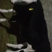 فروش‌‌نقد‌تخفیف‌جزعی‌سرمعامله|حیوانات مزرعه|مهاباد (آذربایجان غربی), |دیوار