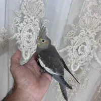 عروس هلندی|پرنده|اردبیل, |دیوار