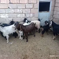بز داشتی