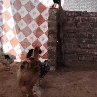 مرغ و خروس مرندی،گلین و برهما|حیوانات مزرعه|خمینی‌شهر, |دیوار